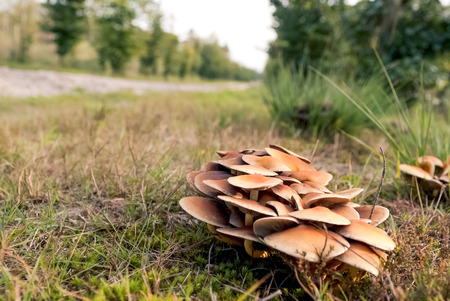 Mushrooms in an autumn forest in a sunny day at teh Netherlands