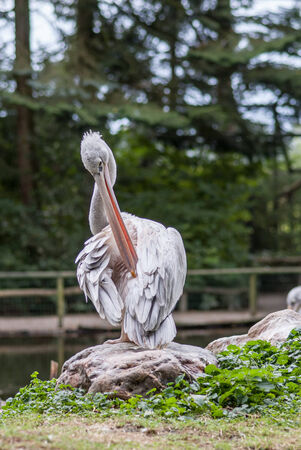 Pelican portrait at the zoo in the Netherlandsの写真素材