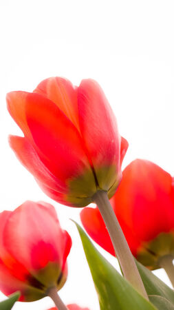 tulips an fields in spring in the Netherlands の写真素材