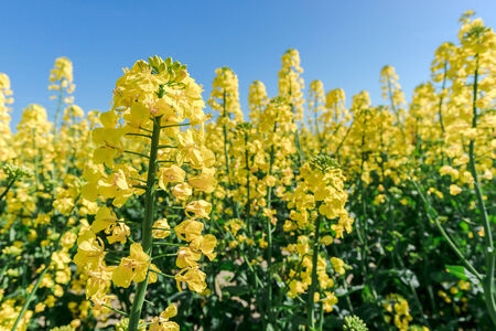 Photo of canola, rapeseed flower blooming at crops field.
