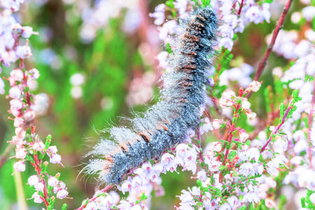 Morning Dew on the fur of a caterpillarの写真素材