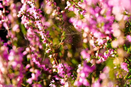 Spider working on his webの写真素材