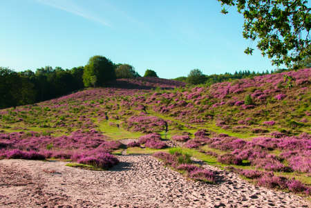 The Posbank is a particularly heathland in the Netherlandsの写真素材