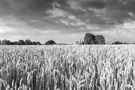 Reaping white in an agricultural field near the Hostoric Town Veere  With view  on the big Church, zeeland, The Netherlands の写真素材