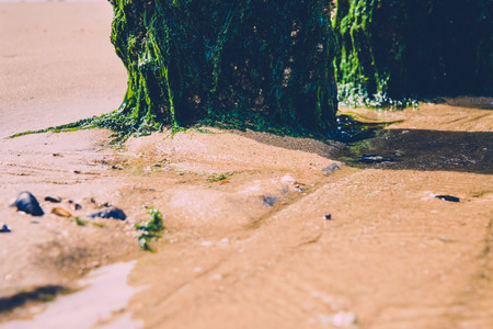 Timber groynes on the beach  at the north sea, Hollandの写真素材