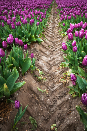 Dark clouds are gathering over a field with Netherland tulips. Spring has its swings in the weather....