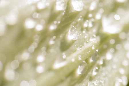 Water drops on a closed green lily bud. The sun reflects the waterdruppeld and gives a fresh, clean character to this pictureの写真素材