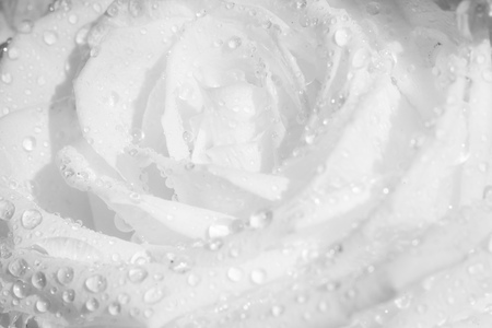 details and macro shots of a bouquet of flowers. The freshness of water droplets and white flowers in the sunlight giving a summery feelの写真素材