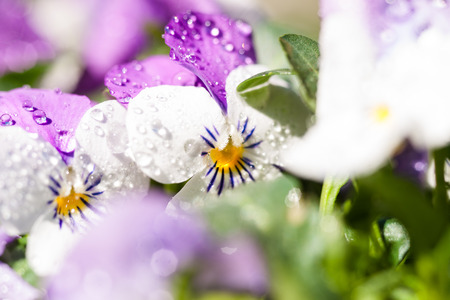 Macro shot of white, blue violets. Water droplets on the leaf and details of the heartの写真素材
