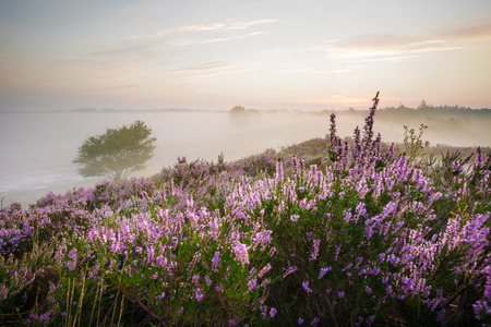 Romantic sunrise in a Dutch nature area with vibrant purple heatherの写真素材