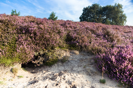 Detail of a flowering heather plant in dutch landscape