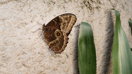 Tropical Butterfly is resting  close-up, at stone in indoor gardenの写真素材