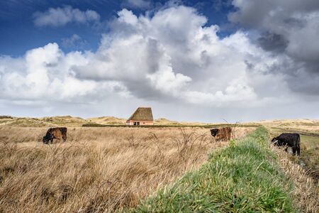 Traditional sheep barn at cloudy day on the island of Texel in The Netherlandsの写真素材