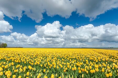 panoramic landscape in Dutch polder with yellow tulips, blue sky and big white cloudsの写真素材