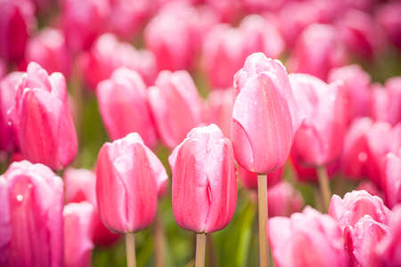 Red, purple tulips on a field in the Dutch polderの写真素材