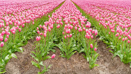 Red, purple tulips on a field in the Dutch polderの写真素材
