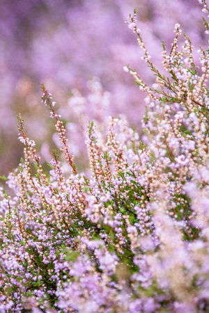 Purple heather blossoms in wild natureの写真素材