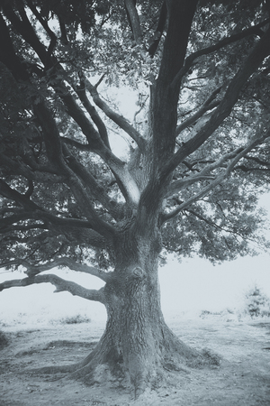 Featured impressive oak tree in landscape