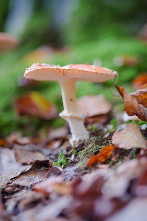 The red and white poisonous toadstool or mushroom called Amanita Muscaria or Fly Agaricの写真素材