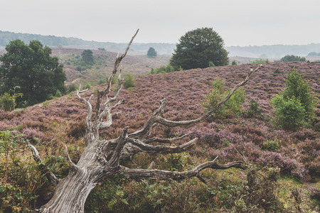 Blooming heather fields in the Netherlands with dead tree lying in the landscape, Veluwe National Park, Netherlands.の写真素材