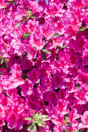 Mediterranean Pink azalea rhododendron flowers in bloomの写真素材