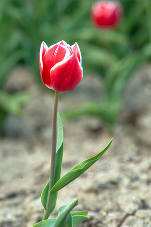 Horticulture and arable crops with different types and colors with tulips in the Netherlands. A typical Dutch stock foot with flowering flowers and Dutch clouds during springの写真素材