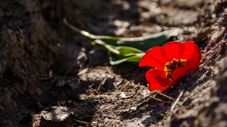Horticulture and arable crops with different types and colors with tulips in the Netherlands. A typical Dutch stock foot with flowering flowers and Dutch clouds during springの写真素材