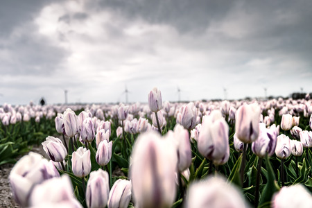Stock photo flowers bulb fields in the Dutch landscape. Beautifully colored tulips in the far-reaching lowlands of the Netherlands. The most famous export product in the Netherlands next to cheeseの写真素材