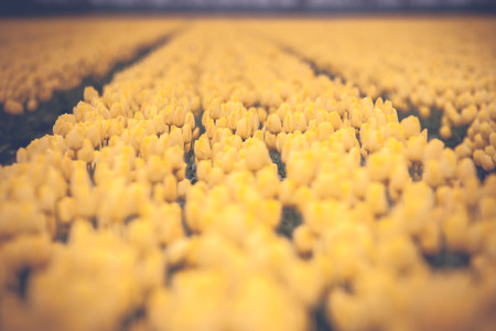 Stock photo flowers bulb fields in the Dutch landscape. Beautifully colored tulips in the...