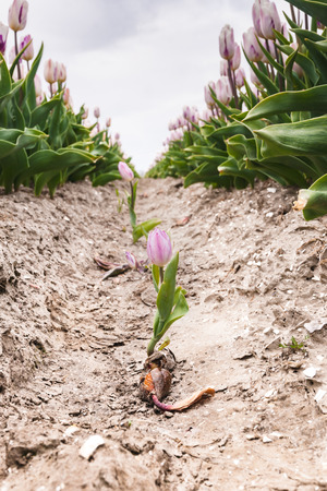 Stock photo flowers bulb fields in the Dutch landscape. Beautifully colored tulips in the far-reaching lowlands of the Netherlands. The most famous export product in the Netherlands next to cheeseの写真素材
