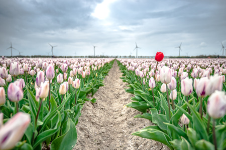 Stock photo flowers bulb fields in the Dutch landscape. Beautifully colored tulips in the...