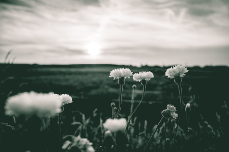White field flowers or cornflowers between the high grass of the roadside. An atmospheric scene with evening light during a summer eveningの写真素材