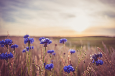 Cornflowers at the end of the day with an evening sun in a Dutch landscapeの写真素材
