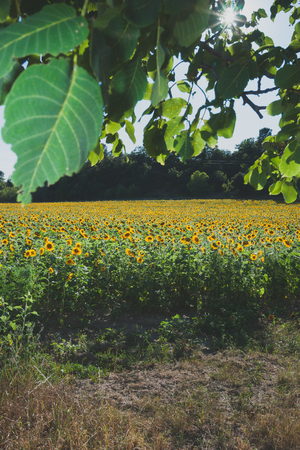 Beautiful shining fields with sunflowers in the summer sun with lens flare in the department of 'Drome' near the city of valence in franceの写真素材