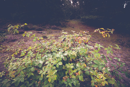 Blackberry bush with red and ripe blackberries in a forest along the road sideの写真素材