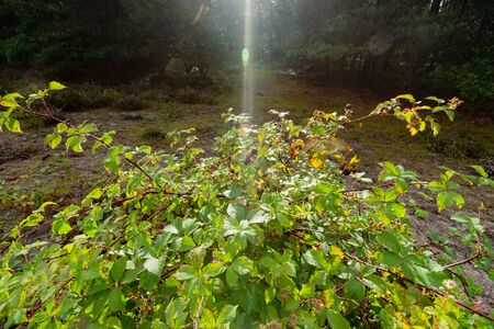 bush with red and ripe blackberries in a forest along the road sideの写真素材