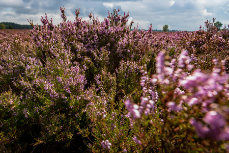 Blooming of beautiful heather flowers, natural seasonal floral background on Dutch Veluwe, renderklippe Heerde, Epeの写真素材