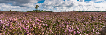 View of Blooming heath landscape in September. Dutch Veluwe. Beautiful pile of clouds with Dutch skies. Renderklippen Heerde, Epe.の写真素材