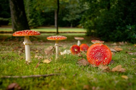 A group of red and white Fungus in the forest. Fly amanita, fly agaric. radiant in beautiful autumn sunlight with a number of crushed fungiの写真素材