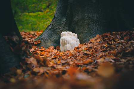 The rare Edible Lion's Mane Mushroom / Hericium Erinaceus / pruikzwam in the Forest. Beautifully...