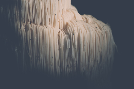The rare Edible Lion's Mane Mushroom / Hericium Erinaceus / pruikzwam in the Forest. Beautifully...