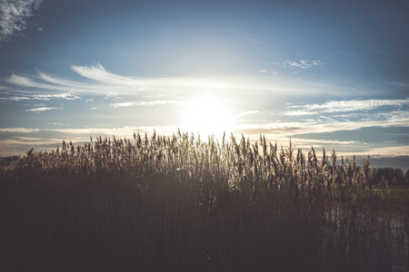 Silver grass or giant reed flowers in sunny day during a sunset in the Dutch polderの写真素材