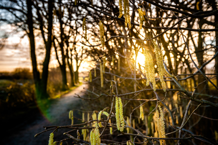 flower of Common hazel (Corylus avellana) in early spring / Blossoming hazel similar to earrings, sunset light on background / Branch flower bush hazel / allergy to pollen or wild plantsの写真素材