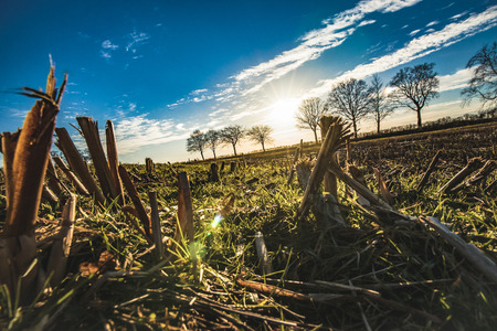 Amazing low angle view or reed plant cut on paddy field with sunny sky in the background during winter period in the Netherlandsの写真素材