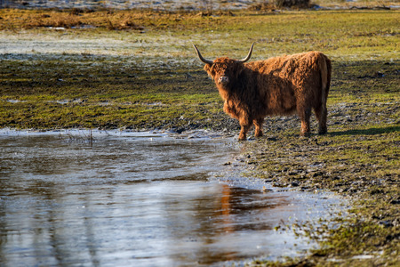 Highland cattle grazing in nature reserve at the flood plains in the Dutch delta rivers. Cows that are entered for nature management and grassland maintenanceの写真素材