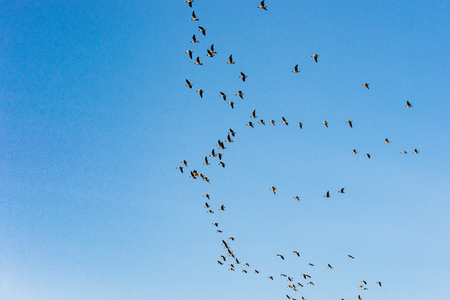 Large group of flying geese in formation. Birds on their way for their annual migration. Geese...