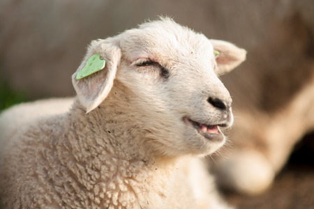 Along a Dutch dike with green grass, a flock of sheep is eating the meadow bare. Nature maintenance of the Dutch delta by animals. Cheerful newly-planted lambs are sitting on their mother's bed in the spring sunの写真素材