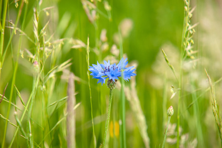 Single solitary flowering wild flower in the high green grass. Contrasting colors in the landscape with this blue cornflower. Atmospheric nature scene with fresh spring sceneの写真素材