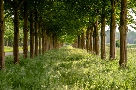 Flowering trees with green foliage in a row or avenue with the sun shining through the branches. High growing grass with light and atmospheric views with perspectiveの写真素材