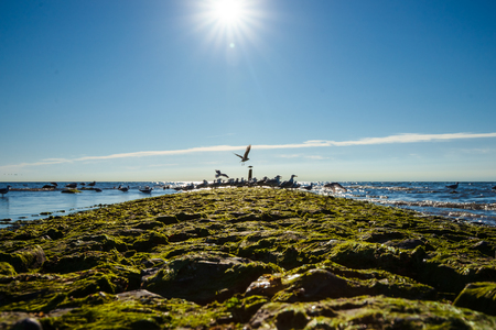 With green seaweed-covered pier on the North Sea beach. Sunny backlight photo with glowing summery contrasts and calm sea and looked out to the horizonの写真素材